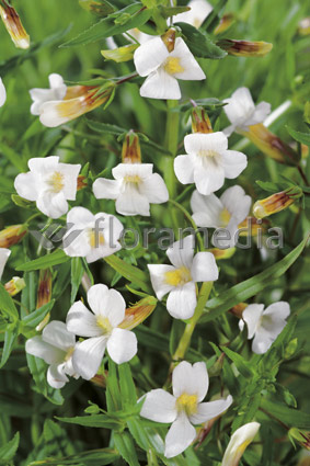 Gratiola officinalis - Gnadenkraut