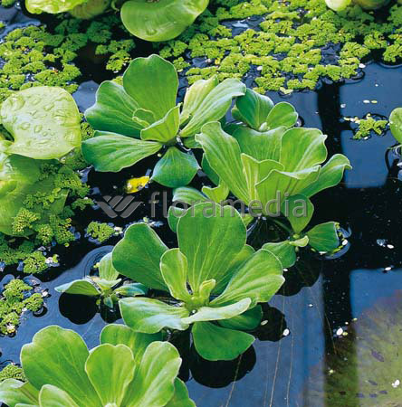Pistia stratiotes - Wassersalat