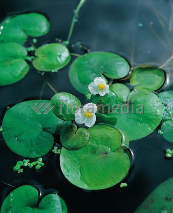 Hydrocharis m. ranae- Froschbiß