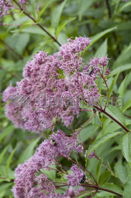 Eriophorum cannabinum - Wasserdost