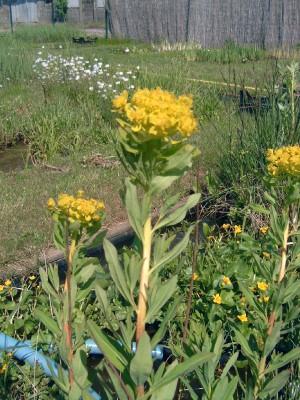 Euphorbia palustris - Sumpfwolfsmilch