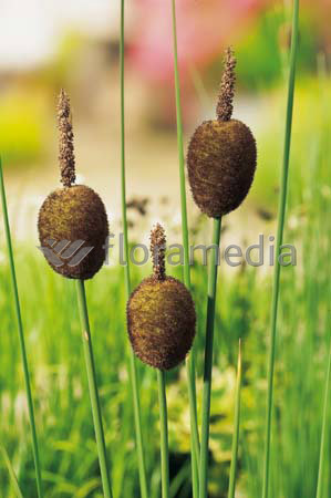 Typha minima - Zwergrohrkolben