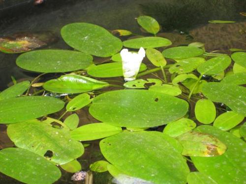 Aponogeton distachios- Wasserähre