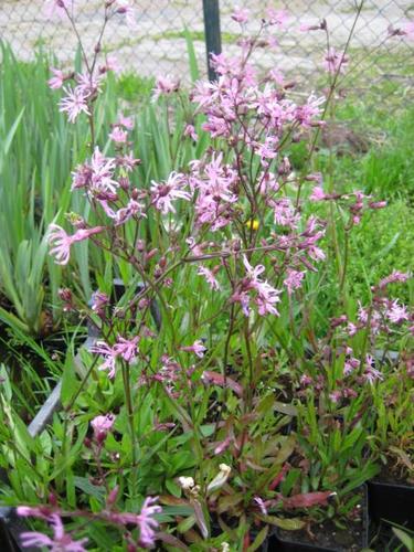 Lychnis floscuculi - Kuckuckslichtnelke