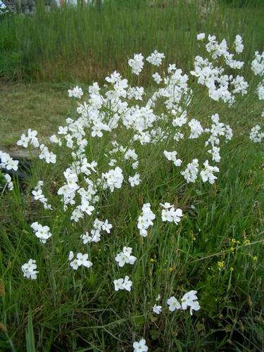 Cardamine pratensens - Wiesenschaumkraut