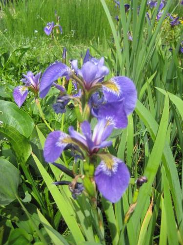 Iris versicolor - amerikanische Sumpfiris