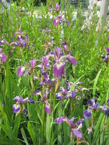 Iris versicolor ´kermesina` amerikanische Sumpfiris