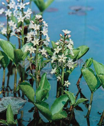 Menyanthes trifoliata- Bitterklee