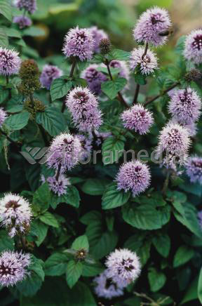 Mentha aquatica - Bachminze