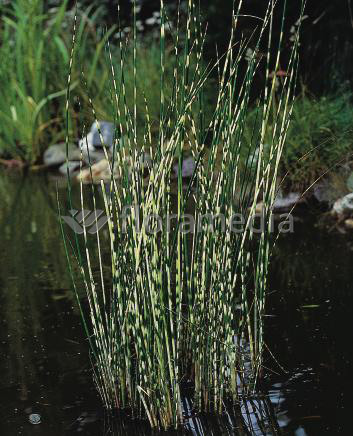 Scirpus tabanaemontanii - Zebrasimse