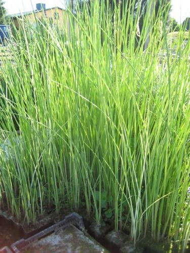 Scirpus lacustris &quot;Albescens&quot;- Teichsimse gestreift