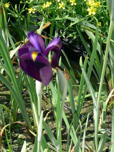 Iris laevigata variegata - gestreifte Iris