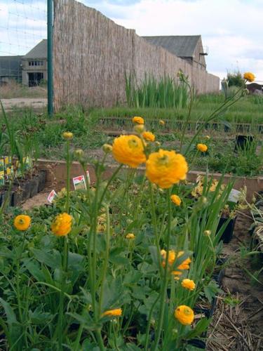 Ranunculus-acris `Multiplex` gefüllte Goldranunkel