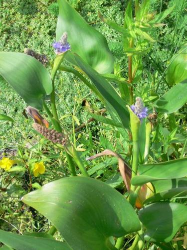 Pontederia lanceloata - Riesenhechtkraut
