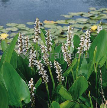 Pontederia cordata alba - Hechtkraut weiß
