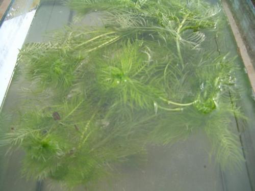 Hottonia palustris -  Wasserfeder