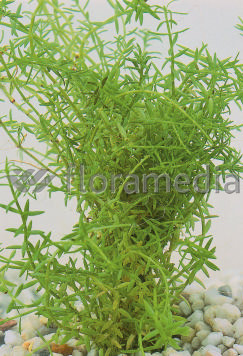 Crassula recurva - Nadelkraut
