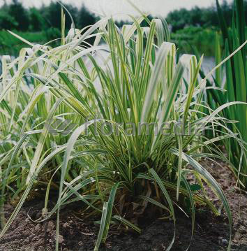 Glyceria maxima variegata - gestreiftes Riesensüßgras