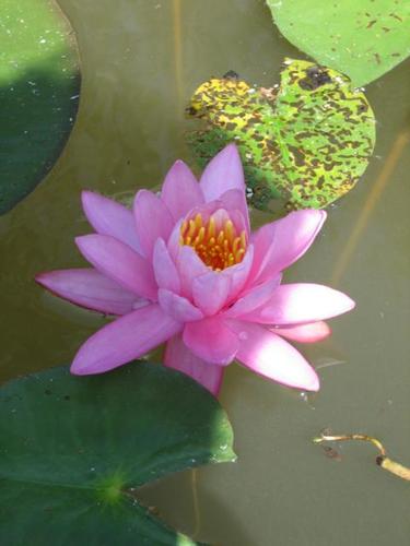 N. ´Prinzess Elisabeth´