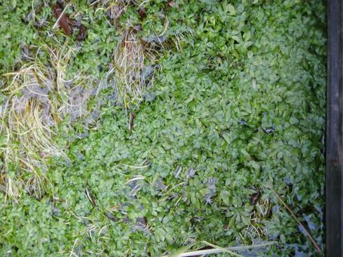 Callitriche palustris- Wasserstern