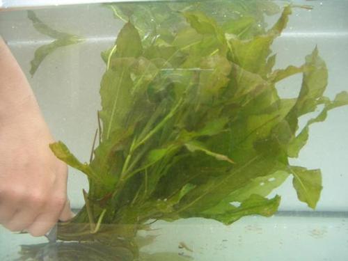 Potamogeton lucens - Glänzendes Laichkraut