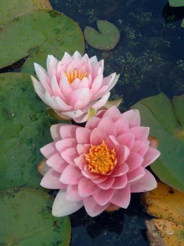 N. Madame Wilfron Gonnere`