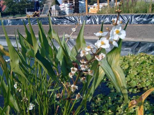 Sagittaria sagittifolia- Pfeilkraut