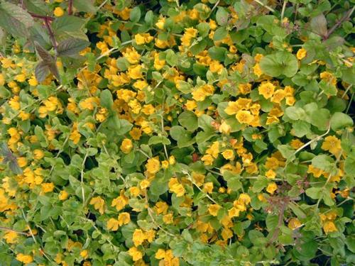 Lysimachia nummularia - Pfennigkraut