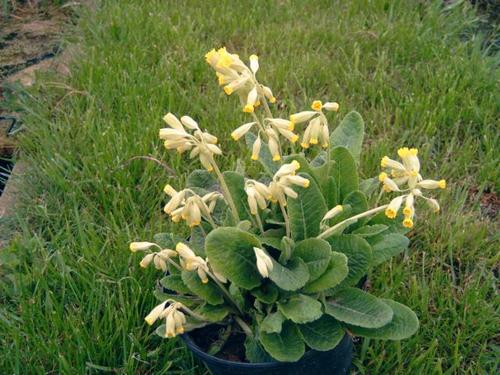 Primula veris - Schlüsselblume
