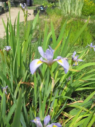 Iris virginica shrevei - Virginia Sumpfiris