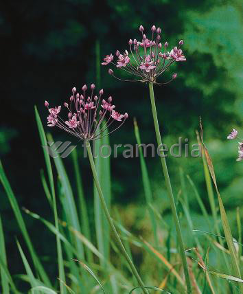 Butomus umbelatus - Blumenbinse