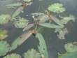 Polygonum amphibium- Wasserknöterich