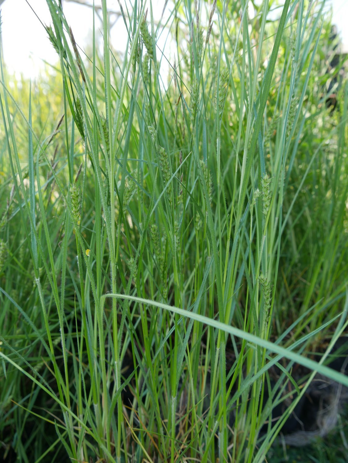 Carex hirta - behaarte Segge