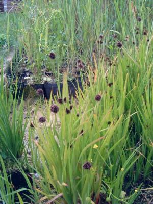 Juncus ensifolius- Zwergbinse
