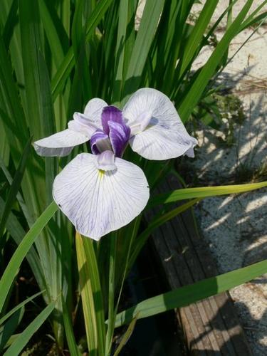 Iris ensata  ,,Fortune``