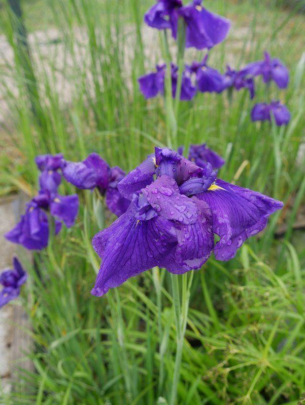 Iriis Ensata ,,Amethyst`´