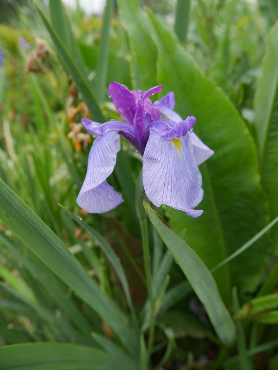 Iris ensata ,,Hybrid`` Japanische Sumpfiris
