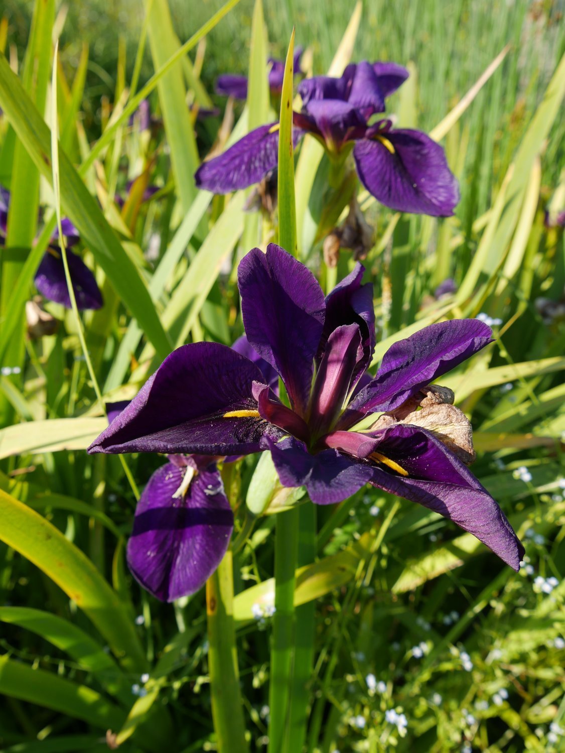 Iris Louisiana ,,Black Gamecock