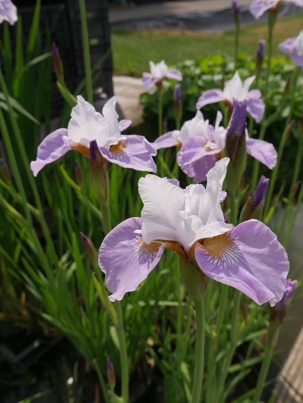 Iris sibirica ,,Dance Ballerina&#39;&#39;