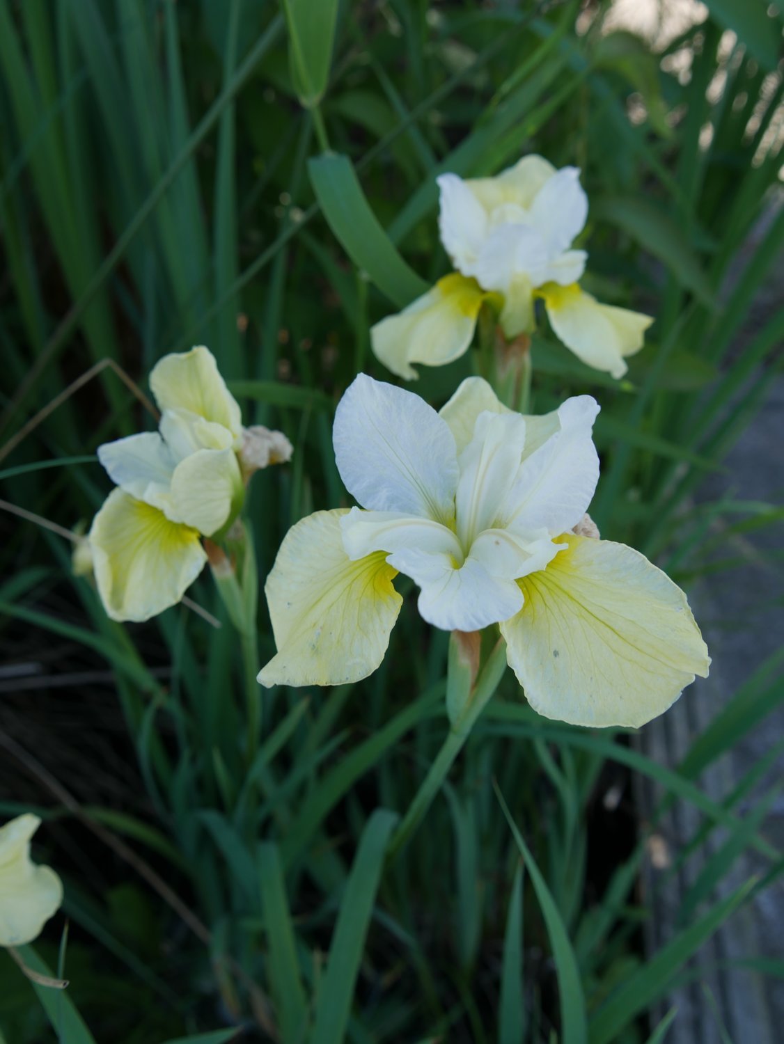 Iris sibirica ,,Summer Revals&#39;&#39;