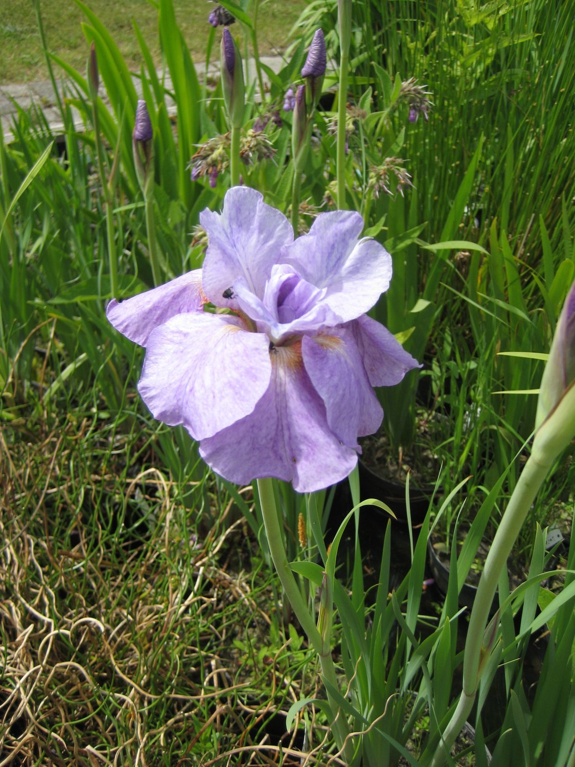 Iris sibirica ,,Imperial Opal&#39;&#39;