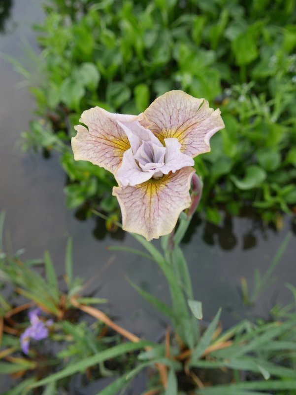 Iris sibirica ,,Lemon Veil&#39;&#39;