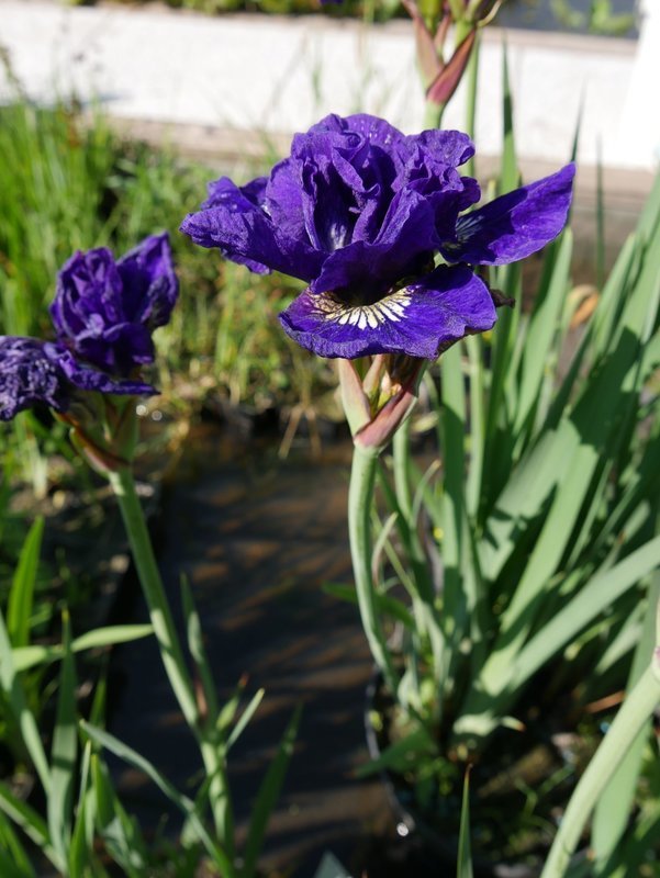 Iris sibirica ,, Kita No Seiza&#39;&#39;