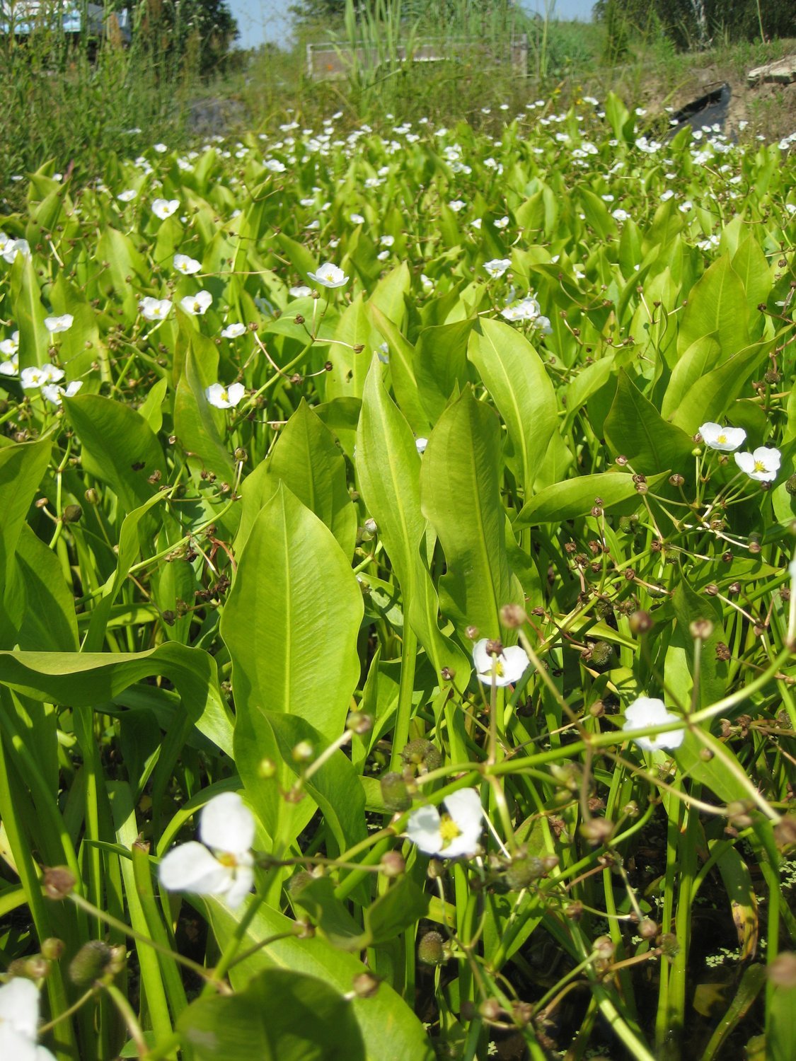 Sagittaria lancifolia Amerikanisches Pfeilkraut