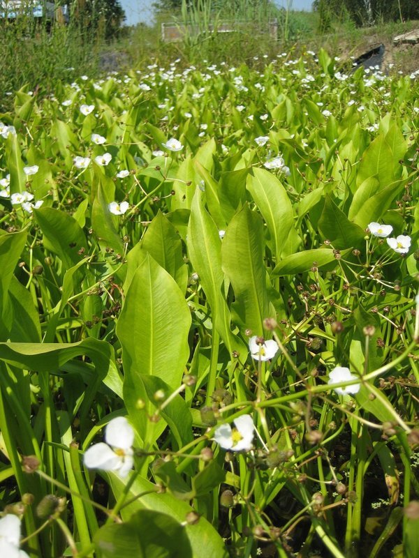 Sagittaria lancifolia Amerikanisches Pfeilkraut