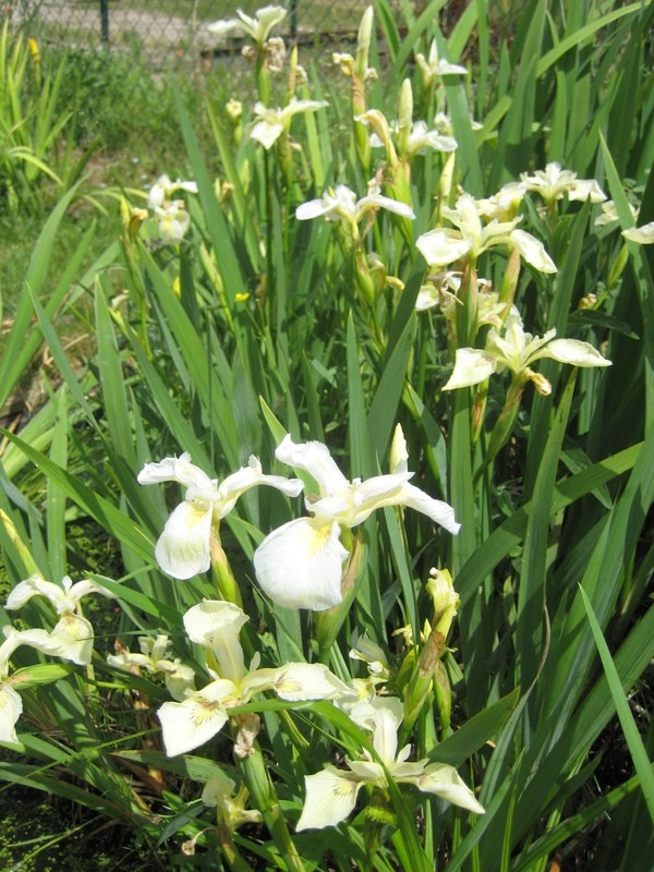 Iris pseudacorus - Zitronengelbe Sumpfschwertlilie