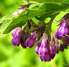 Comfrey Leaf Herbal Oil