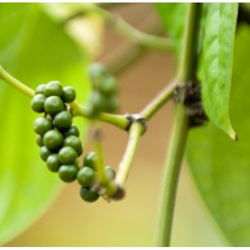 Black Pepper