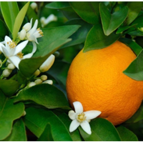 Blood Orange
