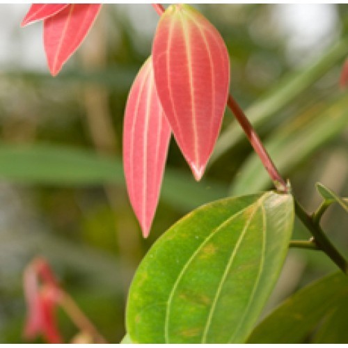 Cinnamon Leaf